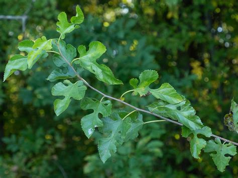 buy white mulberry leaf